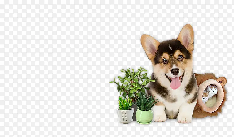 可爱的小狗和绿色的盆栽