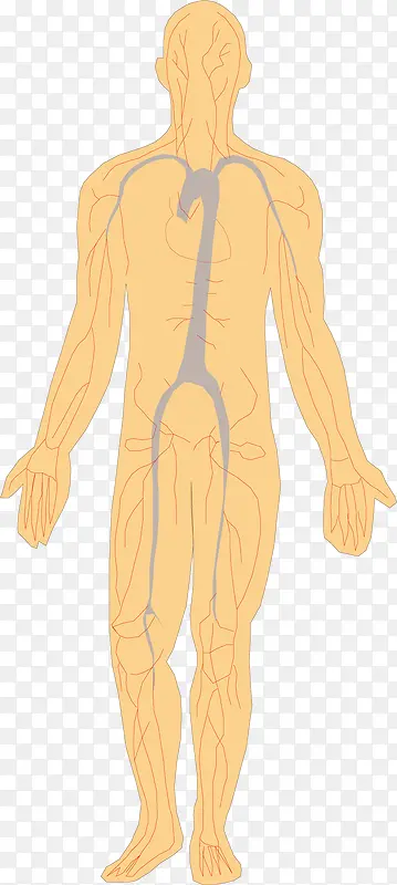 人体经脉