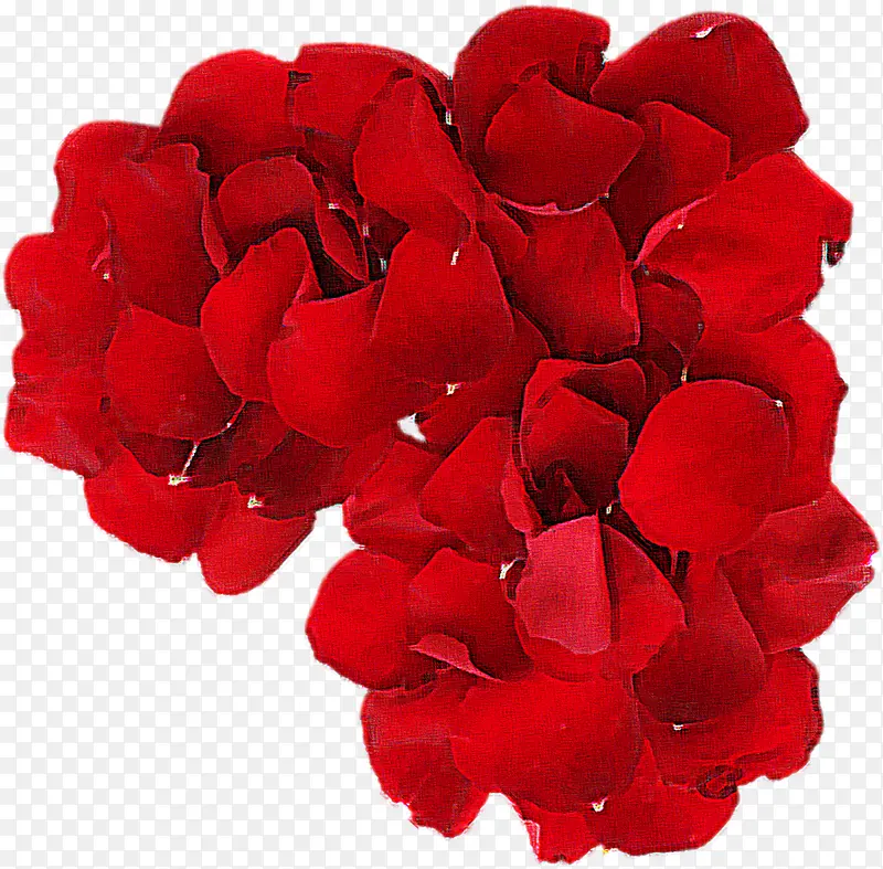 娇艳欲滴的红色玫瑰花花瓣