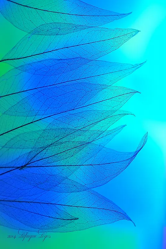蓝色半透明树叶壁纸