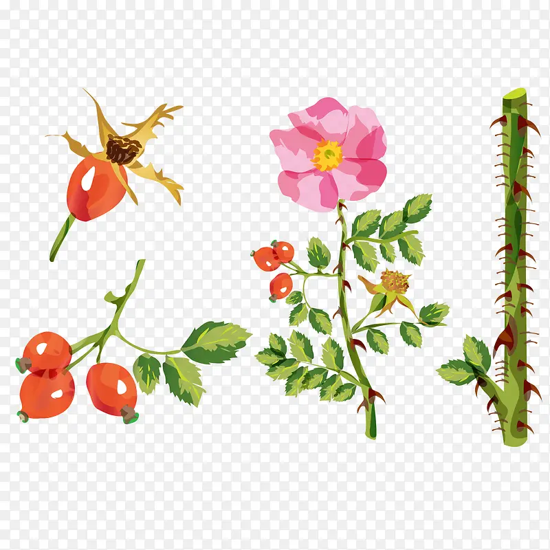矢量图春季水彩花朵水果