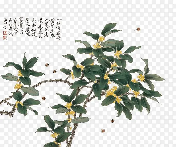 中国桂花树