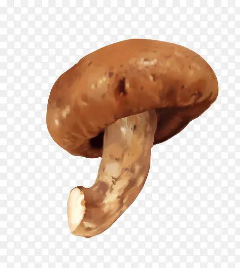 手绘香菇