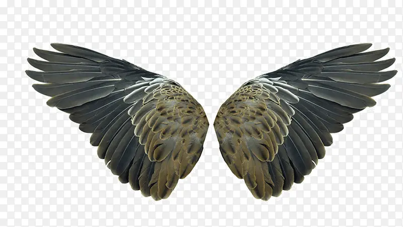 翅膀羽毛