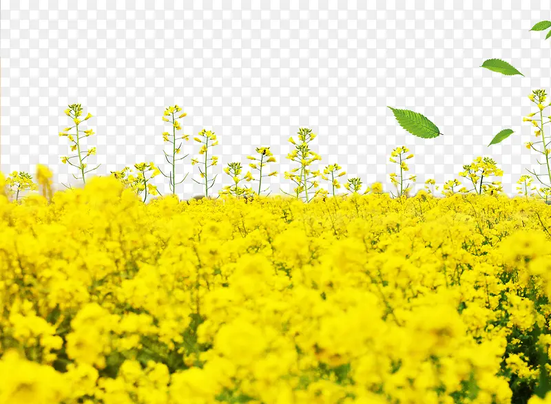 黄色春季油菜花开
