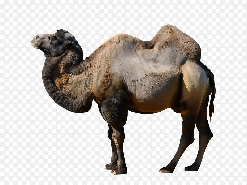 实拍骆驼