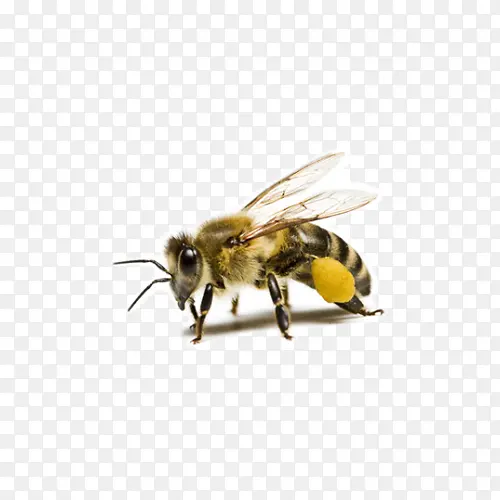 蜜蜂素材图片