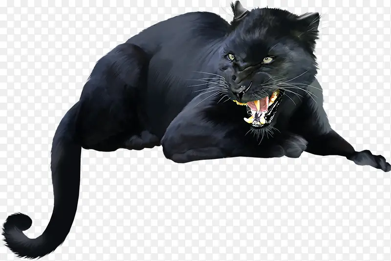 凶狠的黑猫