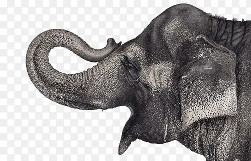 张嘴的大象