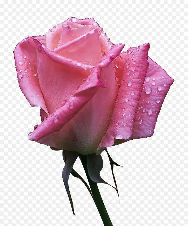 单朵的粉色带水滴玫瑰