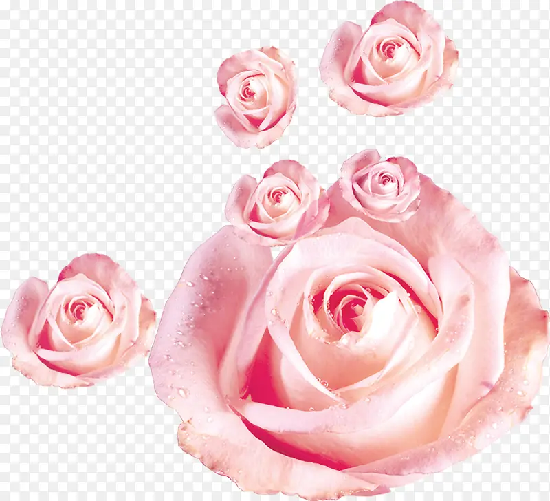 粉色夏季玫瑰水滴