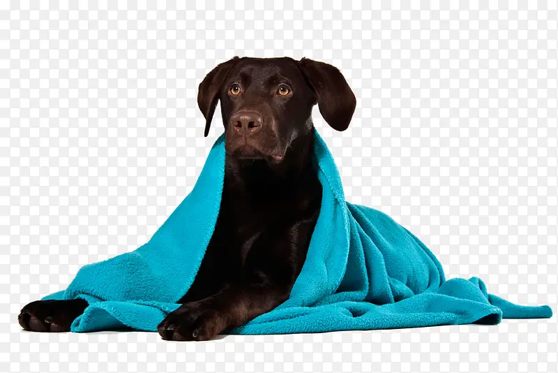包着蓝色毯子的宠物狗