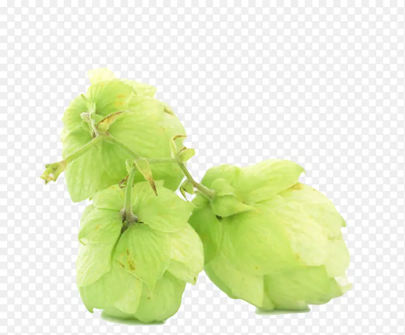 绿色果状植物啤酒酒花实物