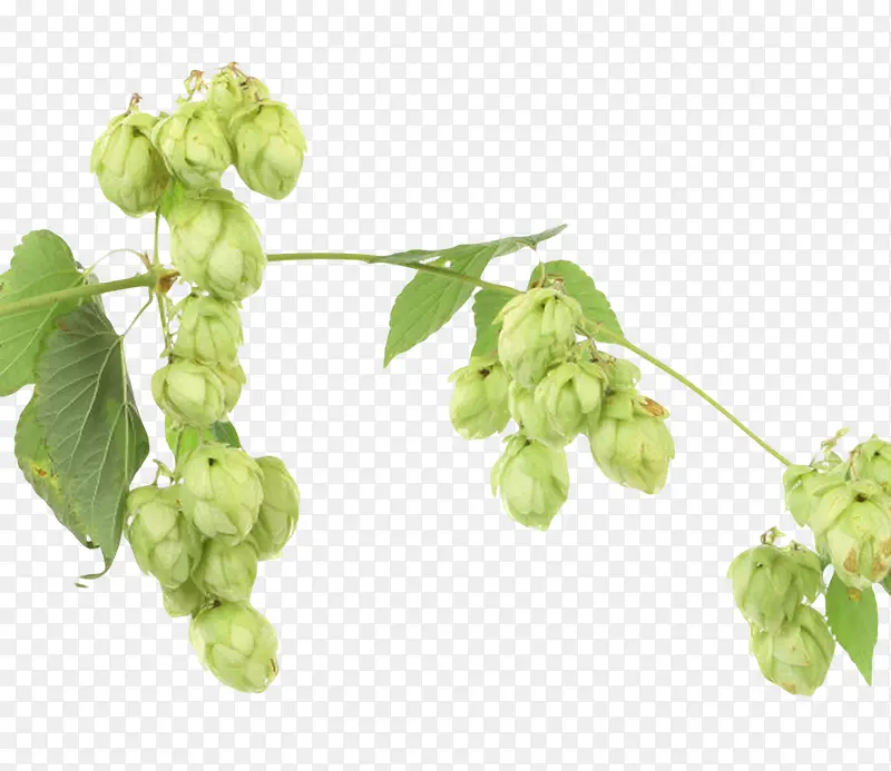 绿色果状植物啤酒酒花实物