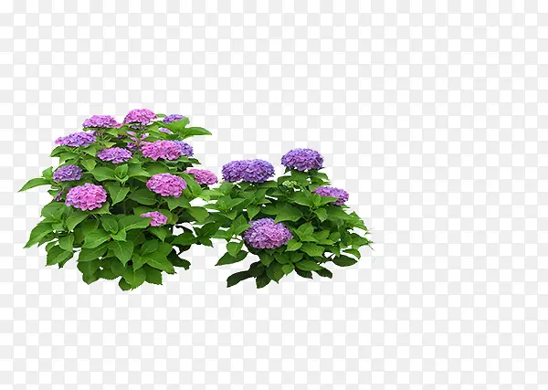 牡丹花