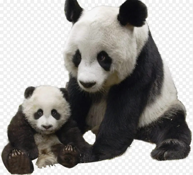 母子大熊猫