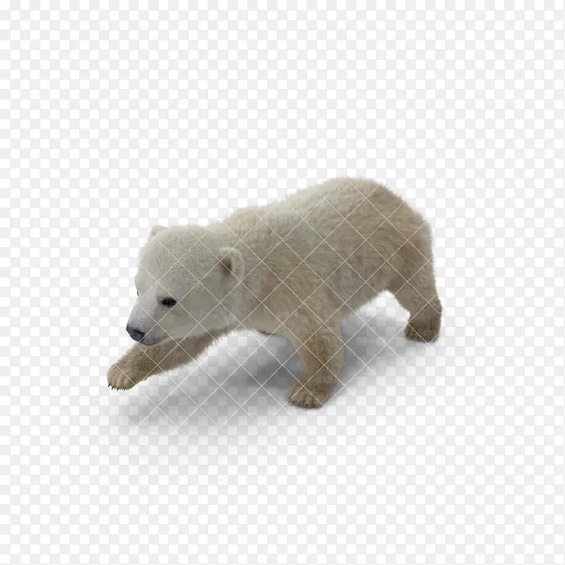 熊 北极熊 大白熊 动物