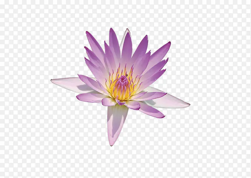 单朵紫莲花