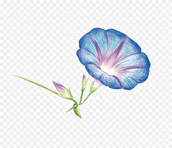 蓝色喇叭花