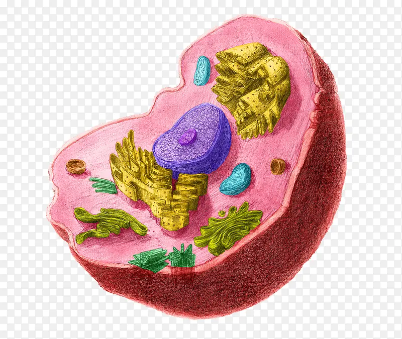 彩色细胞核结构