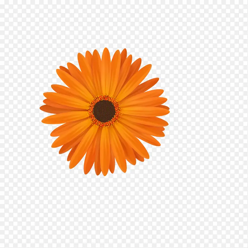 菊花矢量图