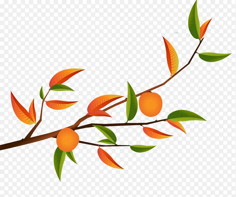矢量手绘插图秋天树枝叶与橘子