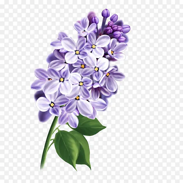 手绘唯美紫丁香植物插画免抠