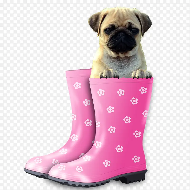 粉红色雨鞋里的小狗