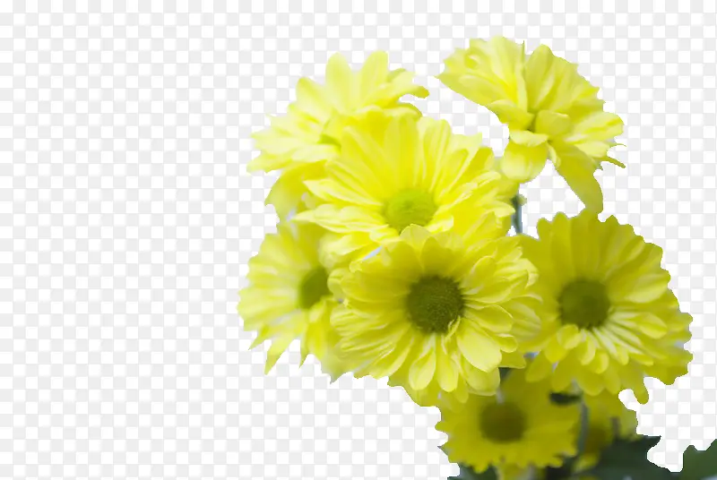 黄色小菊花花束