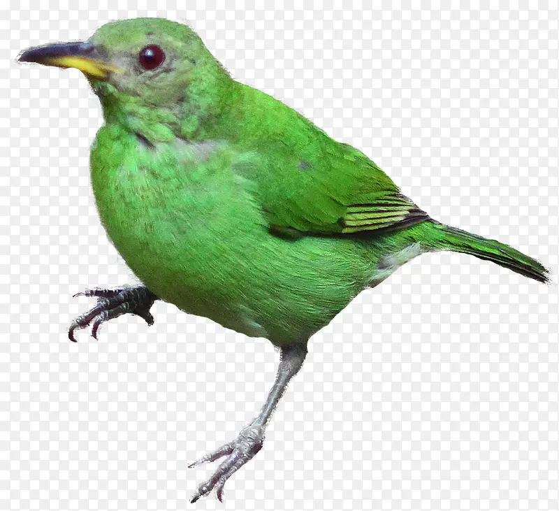 绿色小麻雀