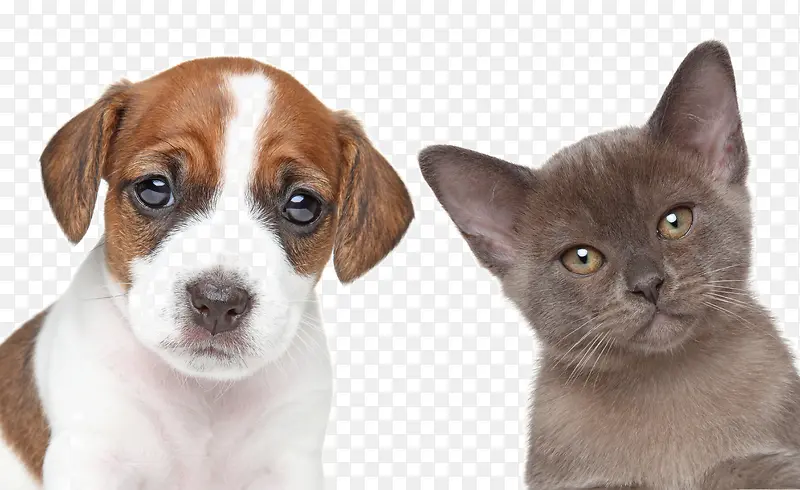 宠物猫咪与宠物狗