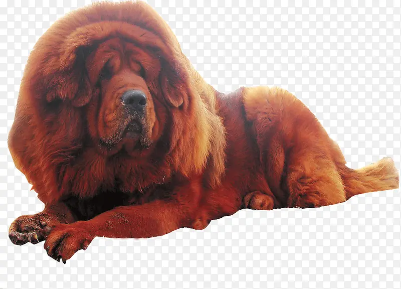 毛绒绒宠物犬