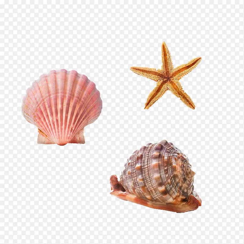 贝壳海星海螺免抠素材