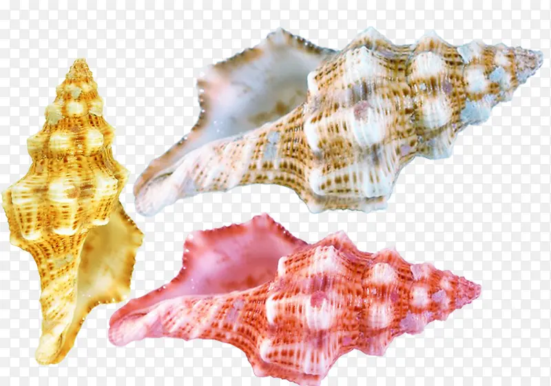 海螺贝壳素材