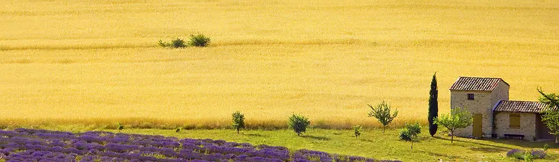 乡村草原banner背景