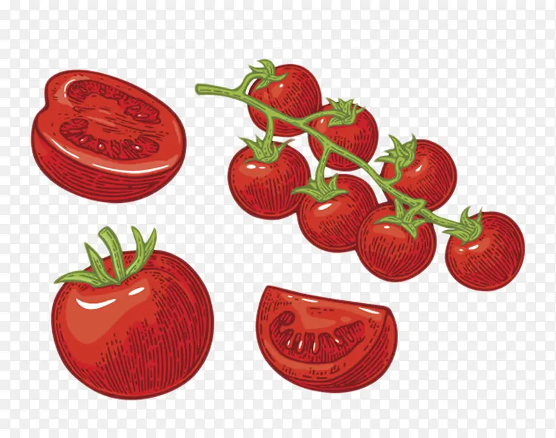 卡通手绘红色带藤樱桃番茄