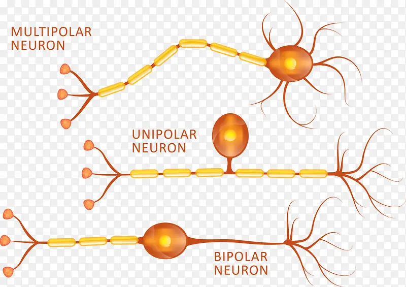 矢量图神经细胞