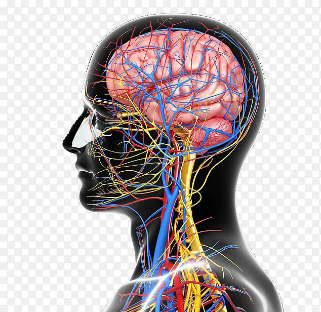 人体神经脑神经结构图侧面