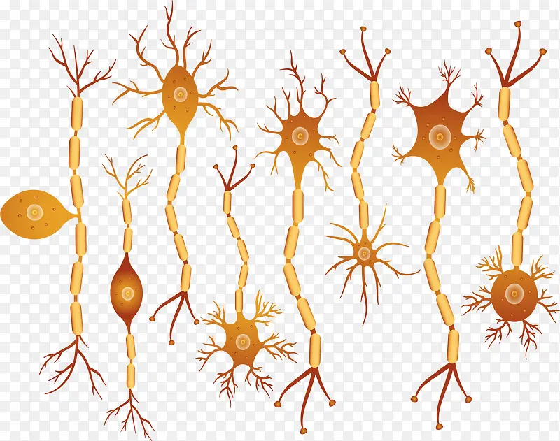 神经元构成