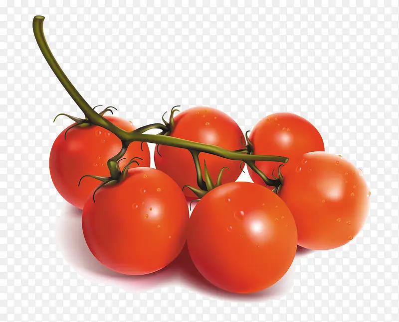 矢量手绘小番茄