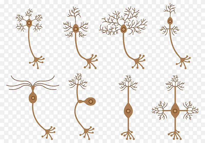 不同形式的神经元的矢量集合