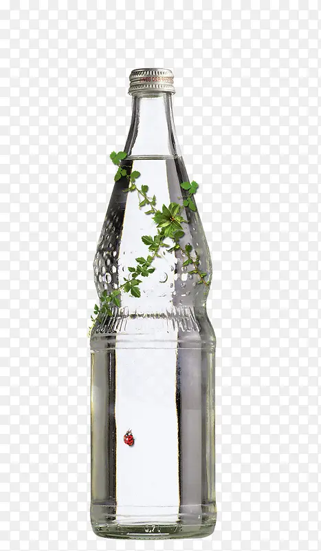 透明水瓶上的绿叶和瓢虫