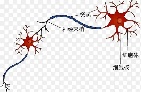 神经元细胞之间的联系示意图