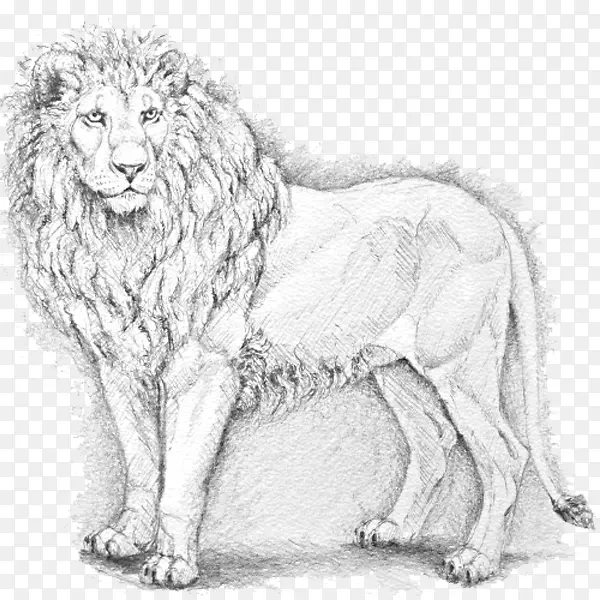 铅笔手绘狮子