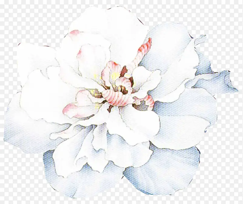 水彩手绘白花