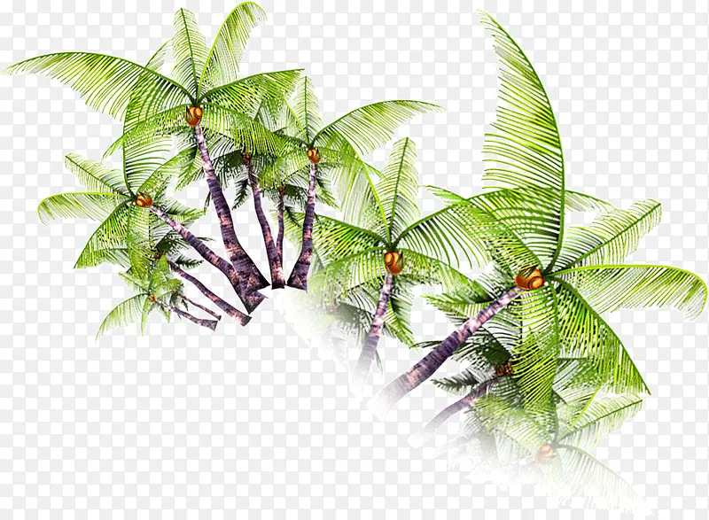 热带风情椰树树木绿树