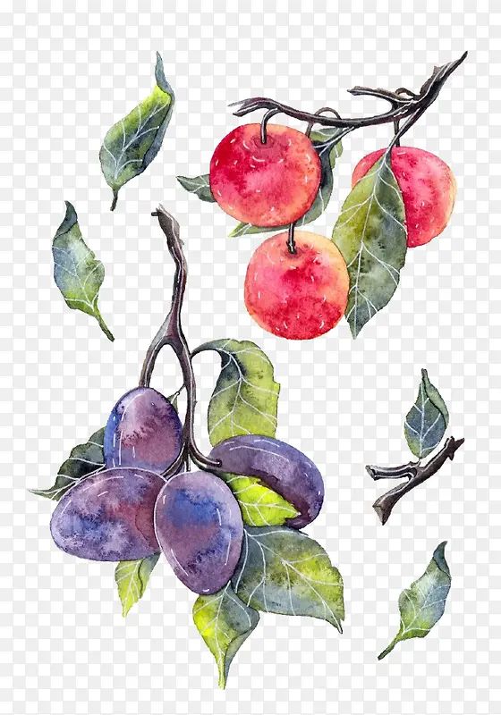 水彩手绘水果系列