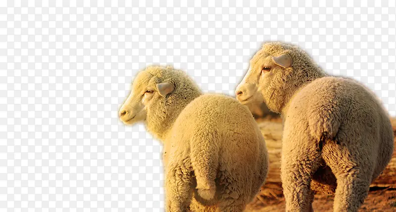 两只绵羊侧头凝视