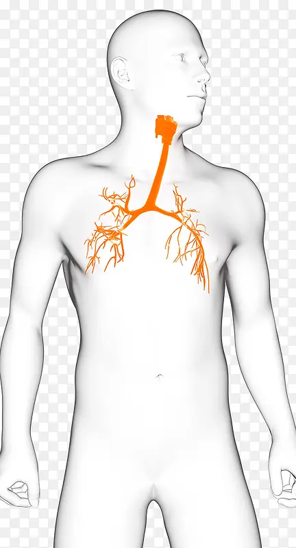 肺部静脉血管