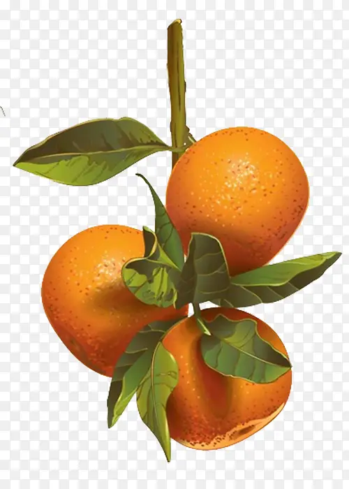 写实橙色桔子